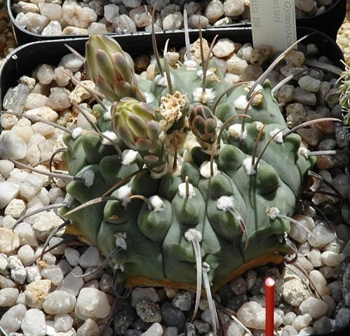Gymnocalycium_vateri